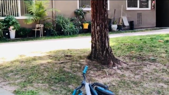 Котовник или Кошачья Мята..