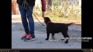 дрессировка щенка лабрадора 2 -3 месяца. как правильно дрессировать щенка лабрадора