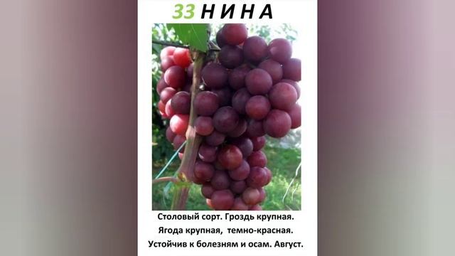 Саженцы винограда. Более 100 сортов смотреть онлайн