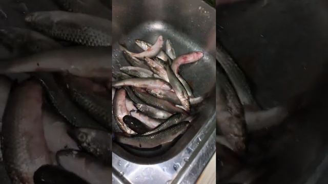 Черноморская кефаль! Наш летний улов #всочиумаши смотреть онлайн