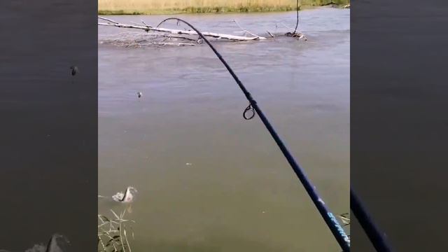 Донка. Ловля усача на спинниг. смотреть онлайн