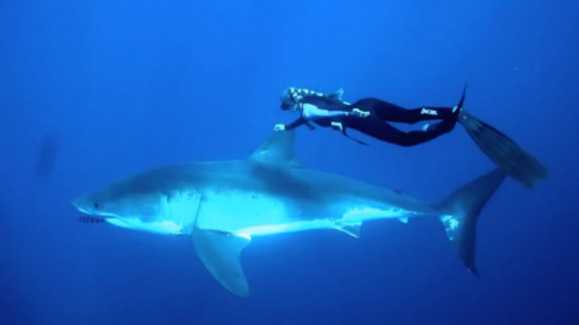 Блондинка и большая белая акула смотреть онлайн