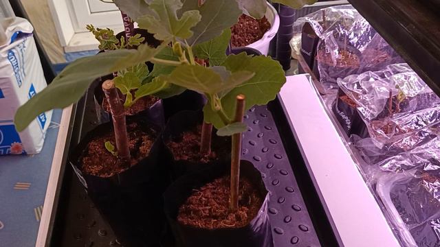 Уход за саженцами Инжира, после укоренение черенков смотреть онлайн