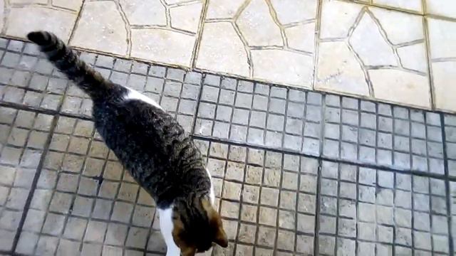 Кот живет на улице .The cat lives on the street . Irina Alem Greece смотреть онлайн