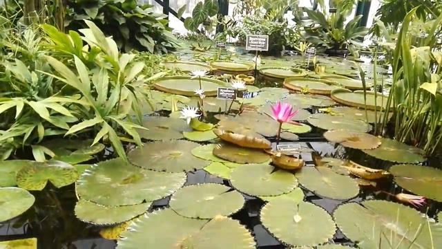 Аптекарский огород. Лотосы. 12 апреля 2018 г. смотреть онлайн