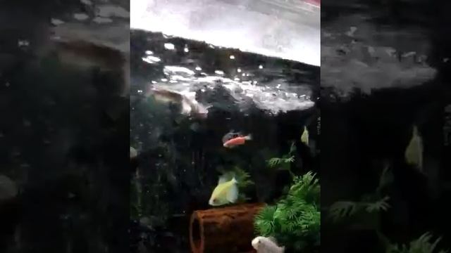 Можно ли золотым рыбкам жить со скаляриями смотреть онлайн