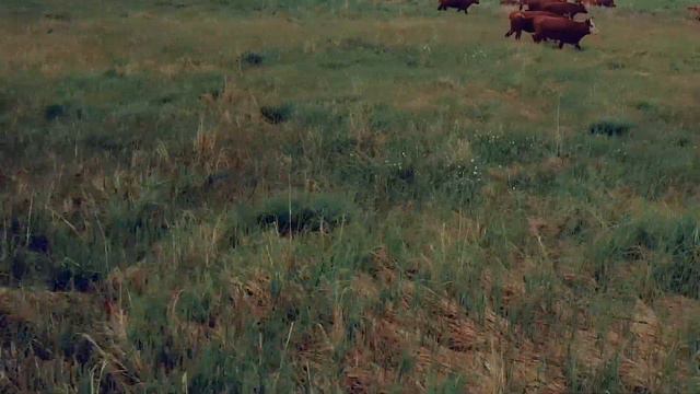 Арманские коровы смотреть онлайн