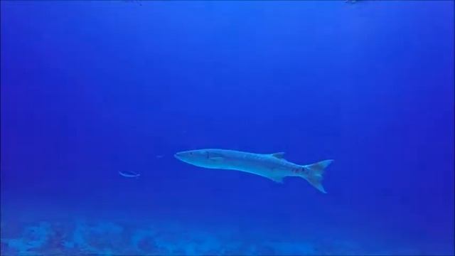 Большая барракуда.Barracuda.Red Sea.Hurghada.Egypt.