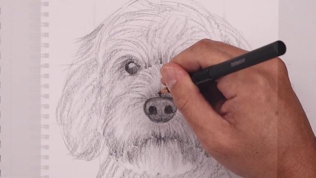 How To Draw a DOG | LABRADOODLE Sketch Tutorial смотреть онлайн