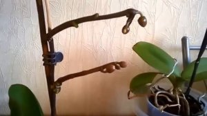Размножение Фаленопсис ! Реальный СУПЕР способ!