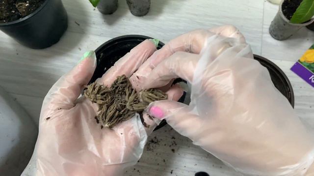 Петуния взошла на 4-й день, проращиваю клубни бегонии и ранункулюса. Пересадка черенков фуксии