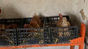 Куры долгожители✅//Мини мясные палевые белохвостые//купить инкуб яйцо кур породы Мини мясные