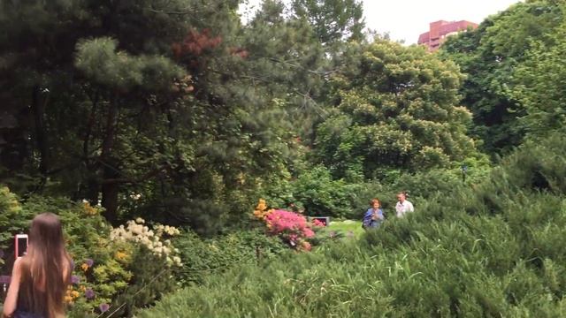 Цветение рододендронов в Аптекарском огороде смотреть онлайн