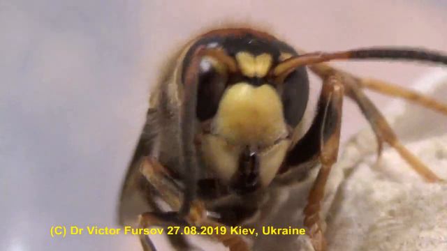 Щершень, Мой Милый Шершень? Hornet, My Lovely Hornet!