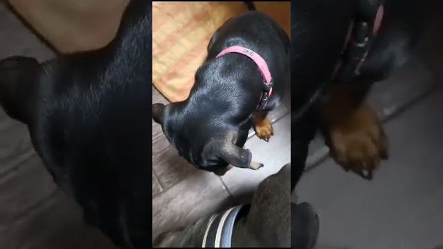 Кто же сгрыз стену? смотреть онлайн