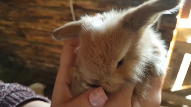 МАЛЕНЬКИЙ КРОЛЬЧОНОК СИЛЬНО ЗАБОЛЕЛ... :( смотреть онлайн