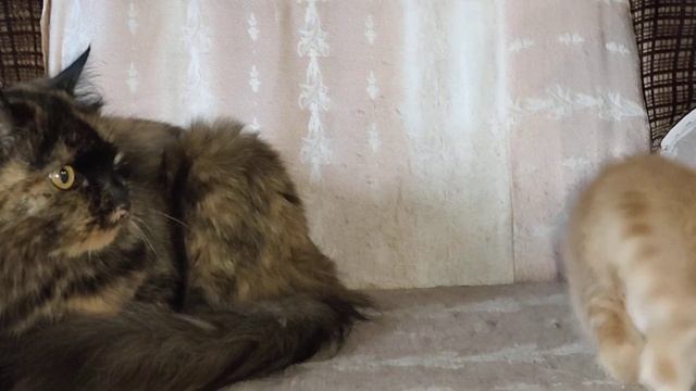 рыжий тигр ищет мам и пап смотреть онлайн