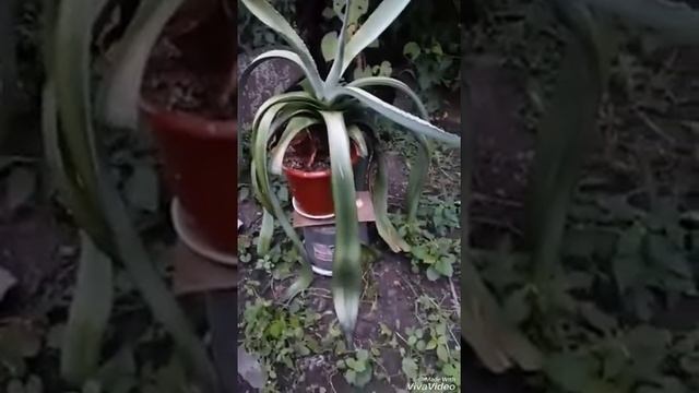 ?УХОД ЗА СУККУЛЕНТАМИ: как обрезать агаву к зиме. Обрезаем агаву правильно смотреть онлайн