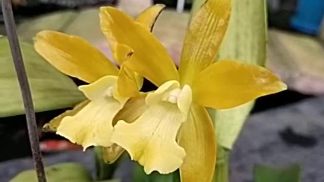 Cattleya Chocolate Drop 'Chiffon Yellow' смотреть онлайн