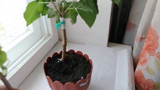 Прививка шелковицы. Зачем прививать? смотреть онлайн