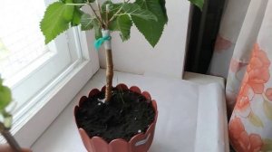 Прививка шелковицы. Зачем прививать?