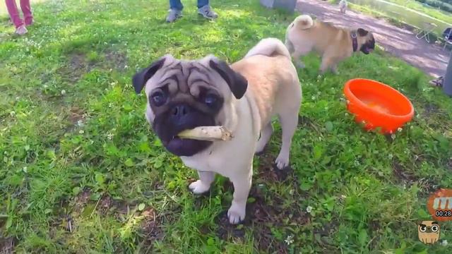 Мопсолето|смешное видео с мопсами