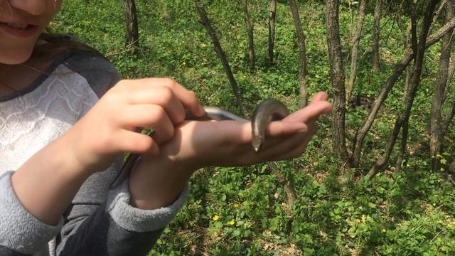 Выпускаем змею медянку смотреть онлайн
