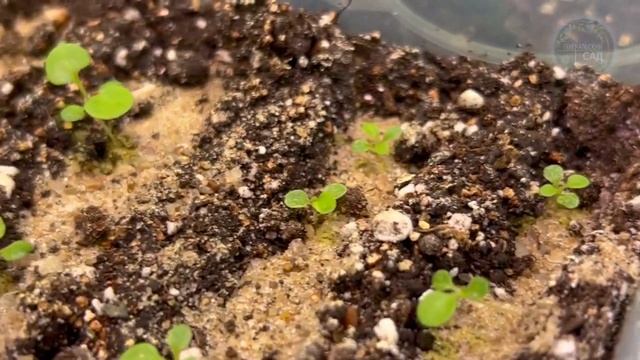 3 Таблетки Под Любую Рассаду и Она Коренастая и Прет Во Всю На Глазах! Проверенный Рецепт Подкормки смотреть онлайн
