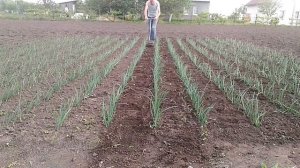 Плоскорез для прополки междурядий.