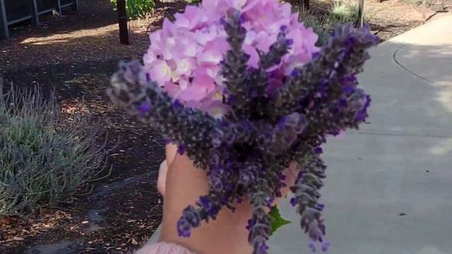 Plant shopping, Cherry picking, trip to Napa Valley : A weekend in my life смотреть онлайн