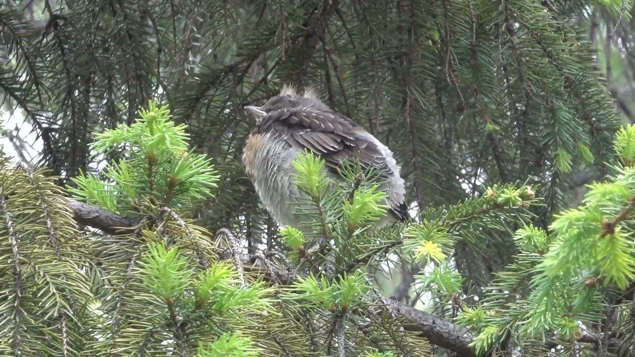 Дрозд рябинник (слёток)(18.05.2024) смотреть онлайн