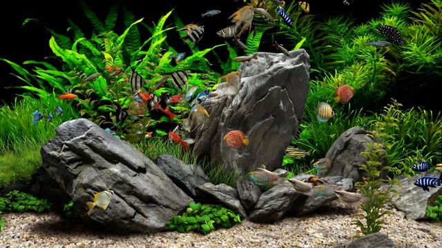 Dream Aquarium - Mixed #2 (4K) смотреть онлайн