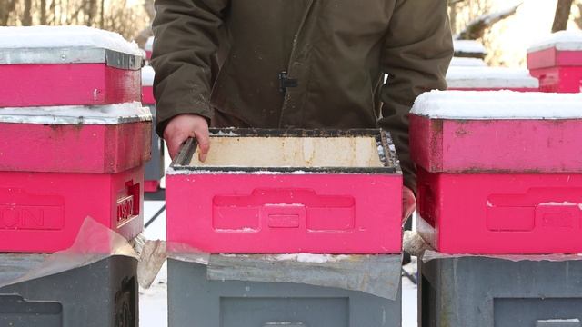 Открытая зимовка пчелы Бакфаст 2022. смотреть онлайн