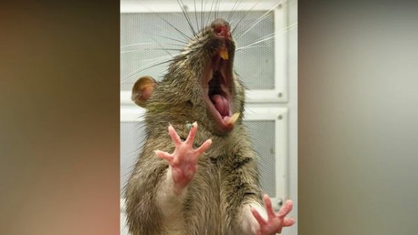 Звук отпугивающий мышей и крыс. Шок пойманной крысы