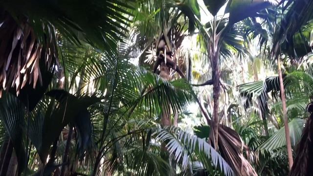 СНОРКЛИНГ, ГИГАНТСКИЕ ЧЕРЕПАХИ: VLOG Сейшельские острова |2 часть| Exotic/ смотреть онлайн