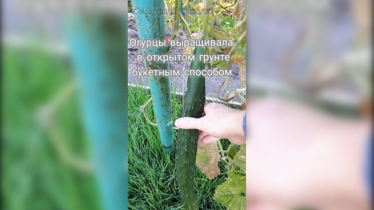 ОГУРЦЫ Открытого Грунта и КАБАЧКИ. Последний УРОЖАЙ сезона 2022 20 октября смотреть онлайн