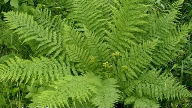 Папоротник садовый — посадка и уход смотреть онлайн