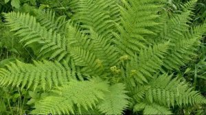 Папоротник садовый — посадка и уход