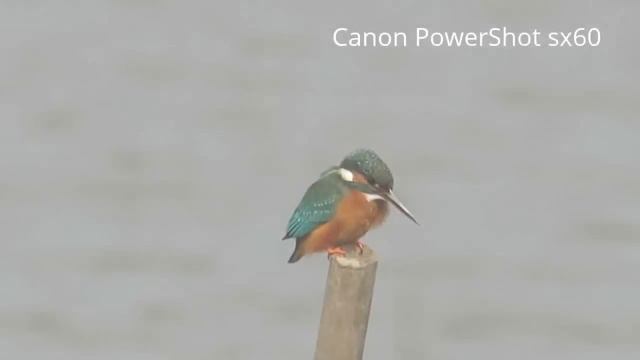 Canon PowerShot sx50 vs sx60 смотреть онлайн