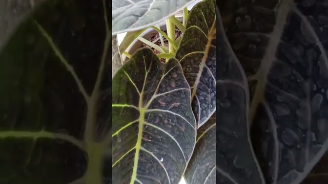 alocasia black Velvet смотреть онлайн