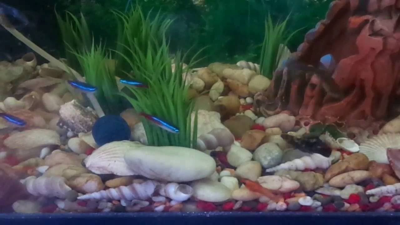 Аквариумные Рыбки в Домашнем Аквариуме - Неоны, Сомы, Меченосцы, Малинезии и Гуппи. смотреть онлайн