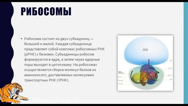 Клеточный центр. Рибосомы смотреть онлайн