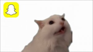 Cat MEOW but Social Media ringtones