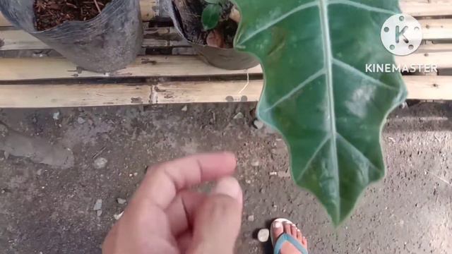 THE DIFFERENTS BETWEEN NOBILIS, PSEUDO SANDERIANA, AND AMAZONICA POLLY ALOCASIA, Sandara Roon