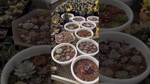КОЛЛЕКЦИЯ КАКТУСОВ И СУККУЛЕНТОВ В ПОДМОСКОВЬЕ смотреть онлайн