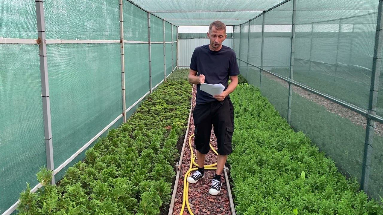 Приём предварительных заказов с 20 августа 2021 г. на сайте питомника "Хвойный дворик" смотреть онлайн