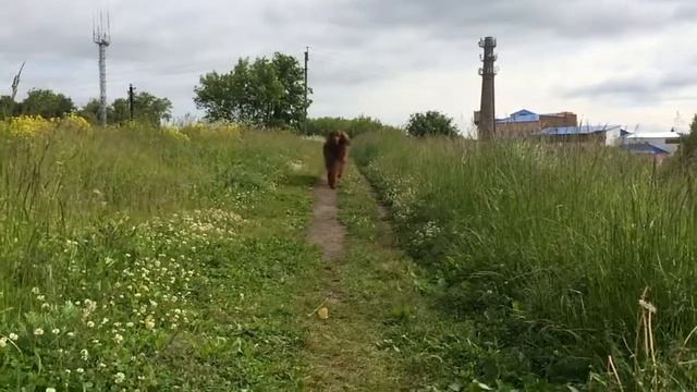 Ирландский сеттер Джим. смотреть онлайн