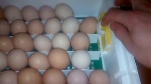 ИНКУБАЦИЯ куриных Яиц   Вторые сутки,Что нужно ЗДЕЛАТЬ