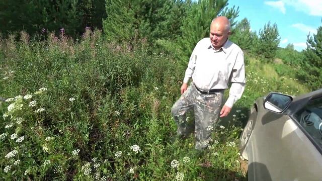 Поехали за грибами. Пивзавод в Щербаковке. Сухие и сырые грузди. Собрали весь крыжовник и смородину смотреть онлайн