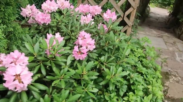 РОДОДЕНДРОН ЯКУШИМАНСКИЙ-сорт КАЛИНКА смотреть онлайн